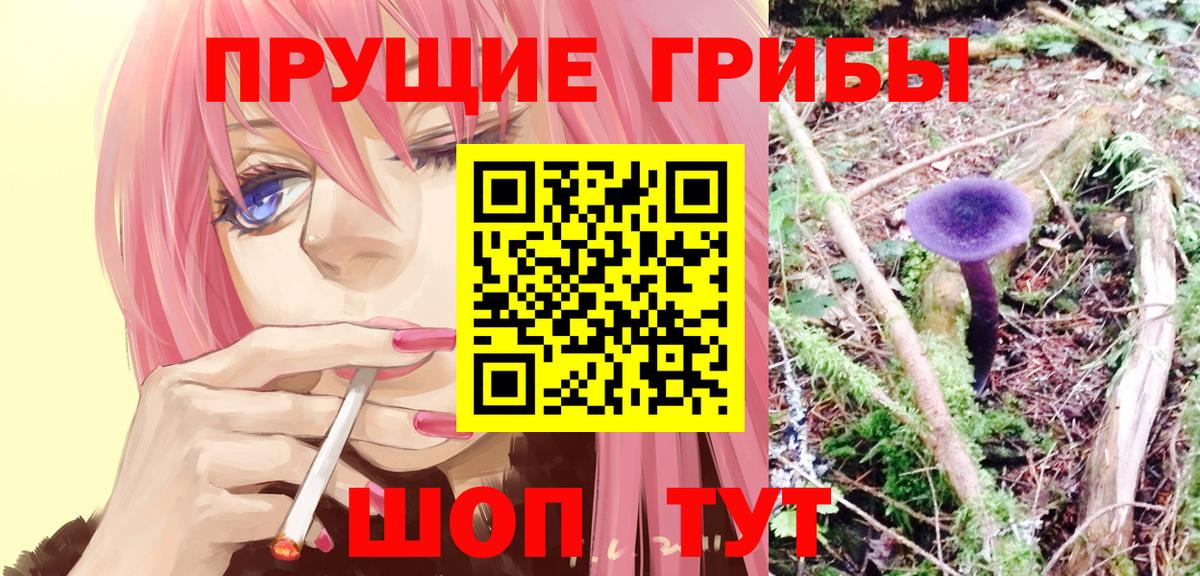 Псилоцибиновые грибы Psilocybine cubensis  Зеленокумск  Псилоцибиновые грибы Psilocybe 