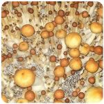 Псилоцибиновые (галлюциногенные)  грибы Psilocybin "Golden Teacher" в Зеленокумске